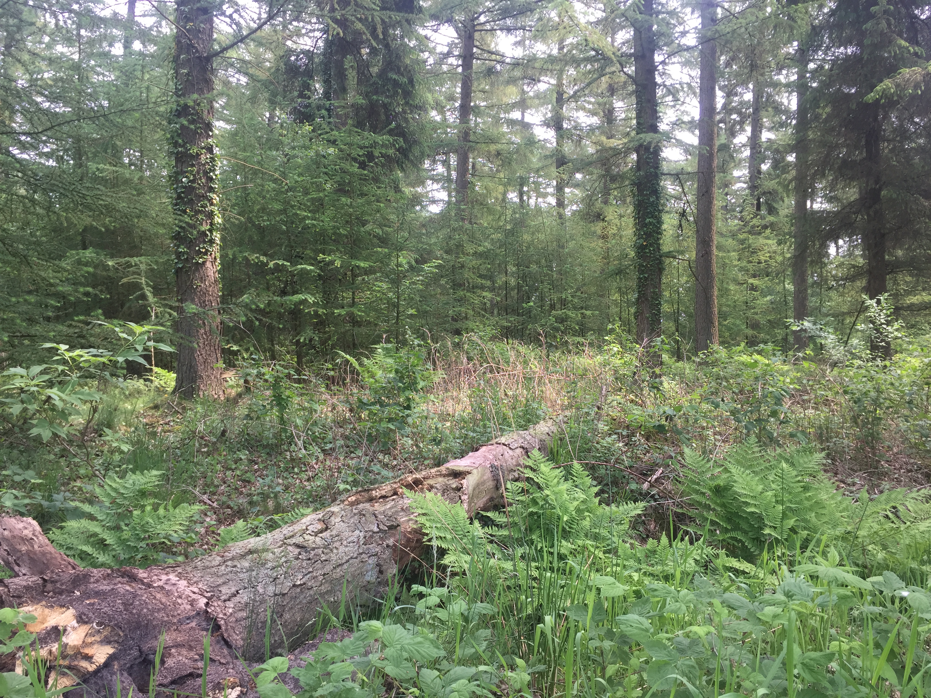 Het bos is geen twee dagen gelijk - dat geldt ook voor ons!