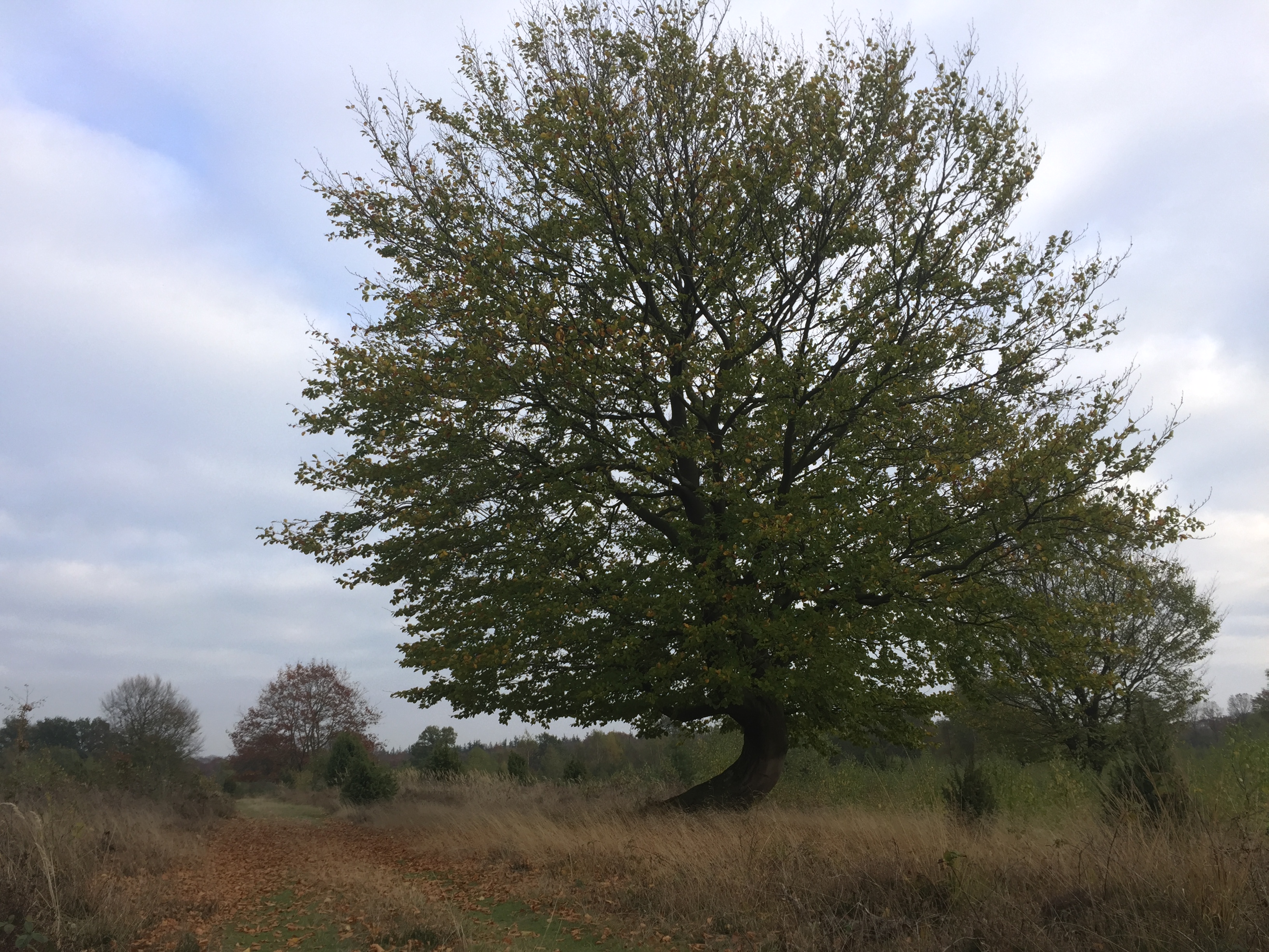 Intuitive Trails gaat ook over ontmoeten. Bijvoorbeeld deze prachtige en sterke beuk. Boswachterij Schoonloo in Drenthe