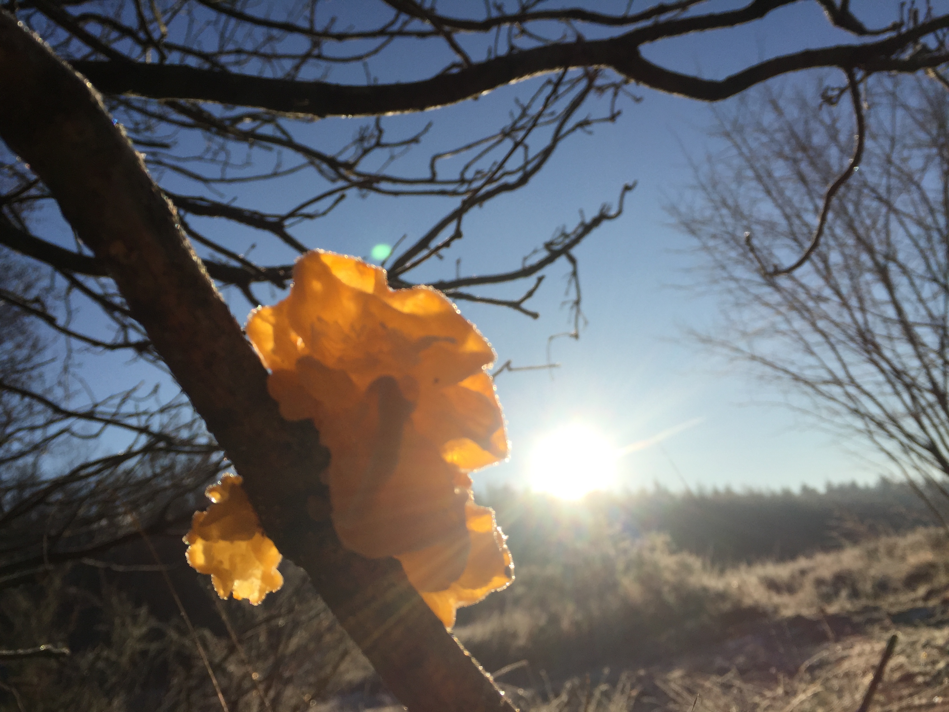 Een oranje trilzwammetje op een frisse januari-ochtend.