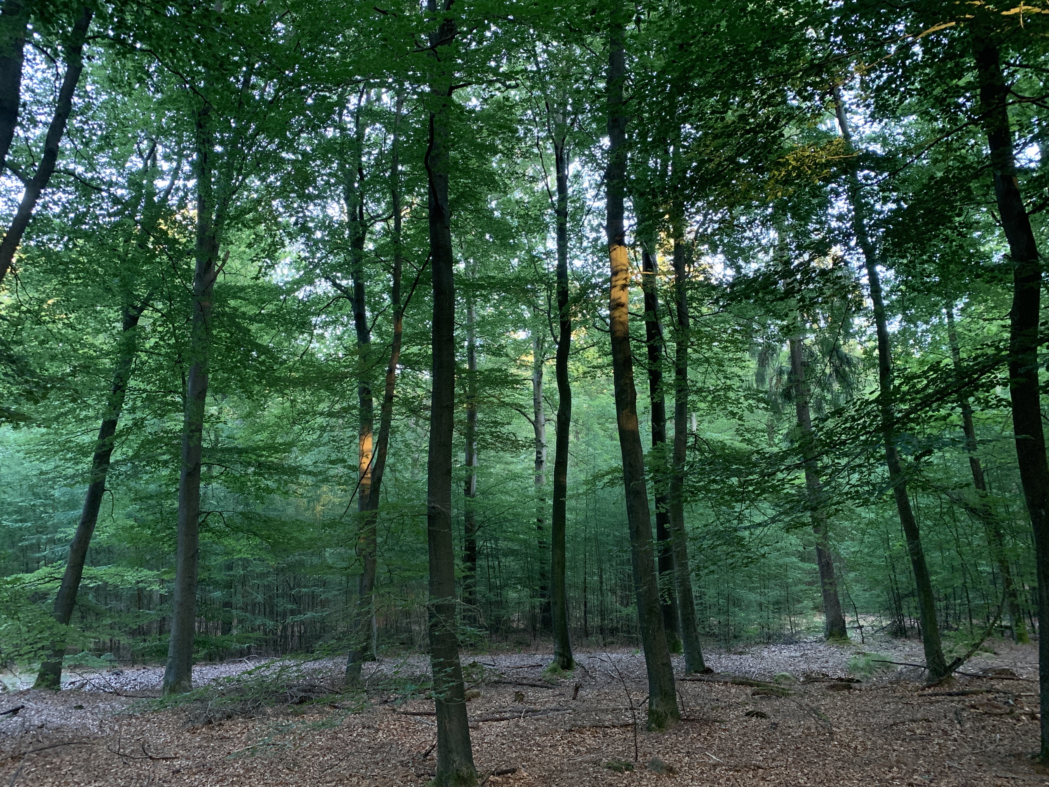 Het licht wordt zachter en de kleurintensiteit verandert