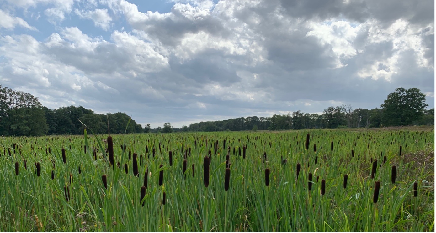 Positieve Gezondheid als Groene Route